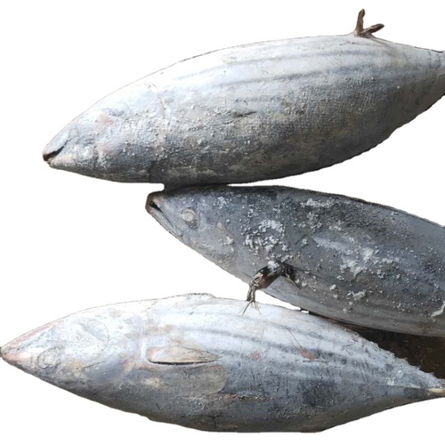 FROZEN BONITO
