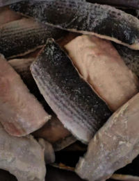 Frozen Grey Mullet Fish Fillet