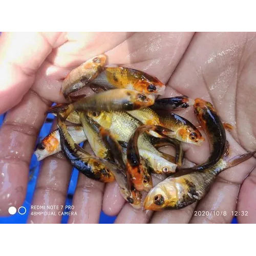 High Quality Tiger Cup Fish Seed