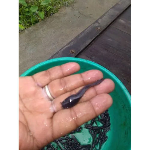 Catfish Seed
