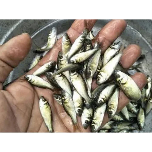 Common Carp Fish Seed