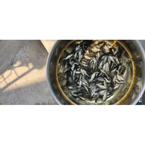 High Quality Common Cup Fish Seed