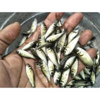 Tilapia Fish Seed