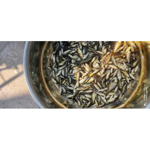 Amur Cup Fish Seed