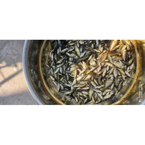 High Quality Amur Cup Fish Seed