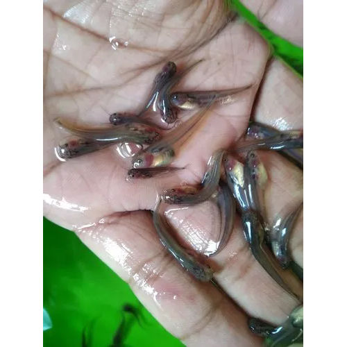 High Quality Pabda Fish Seed