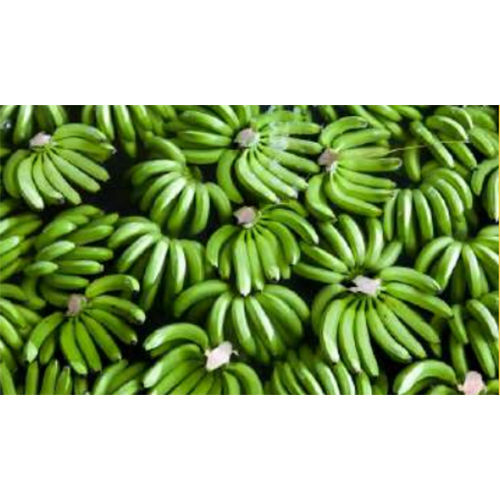 Green G9 Cavendish Banana