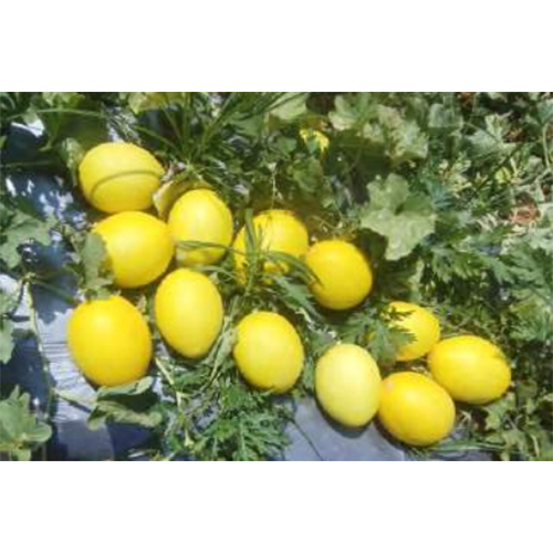 Yellow Musk - Melon Kohinoor