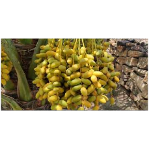 YELLOW FRESH DATES