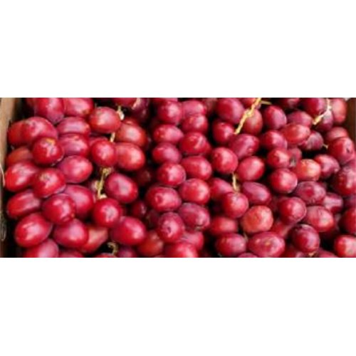 RED FRESH DATES