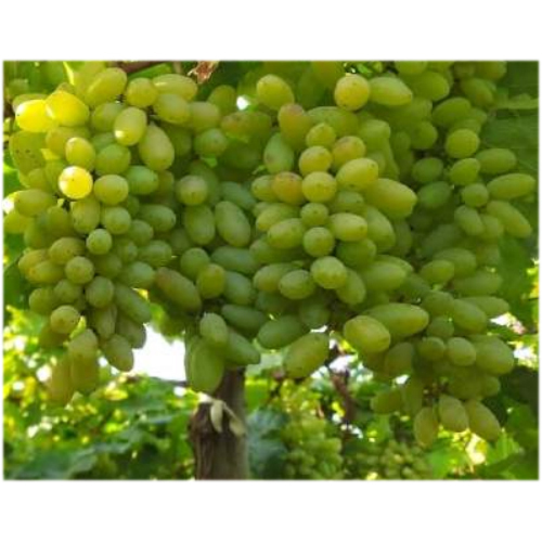 FRESH THOMPSON GRAPES