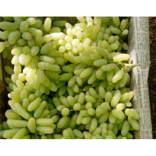 Super Sonaka Green Grapes