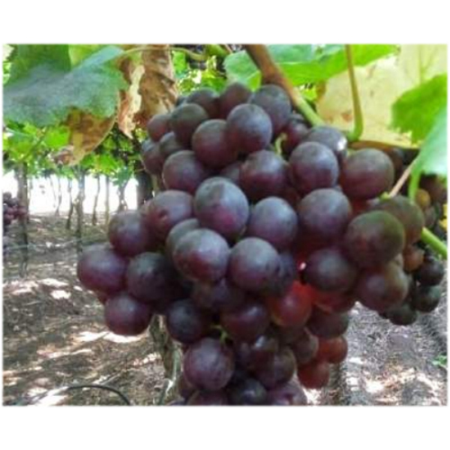 RED FLAME GRAPES