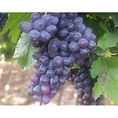 BLACK SHARAD GRAPES