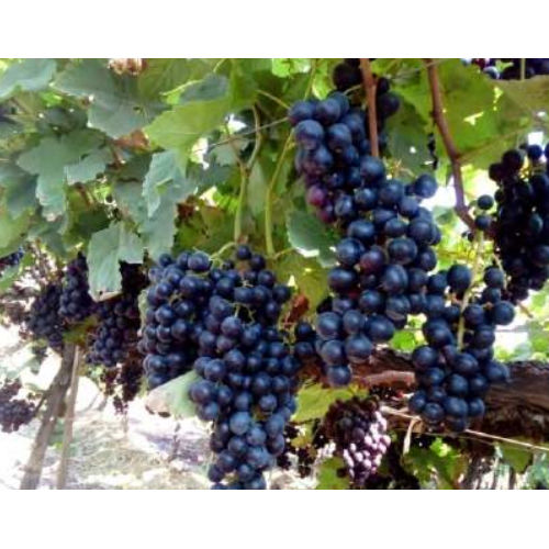 Common Black Jumbo Grapes