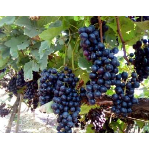 BLACK JUMBO GRAPES
