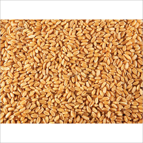 Organic Wheat Seeds