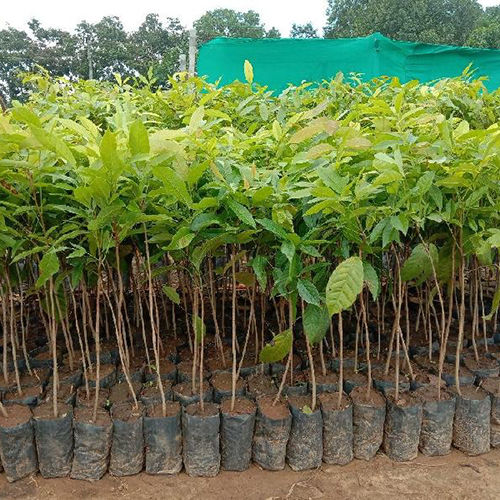 African Mahogany Plant