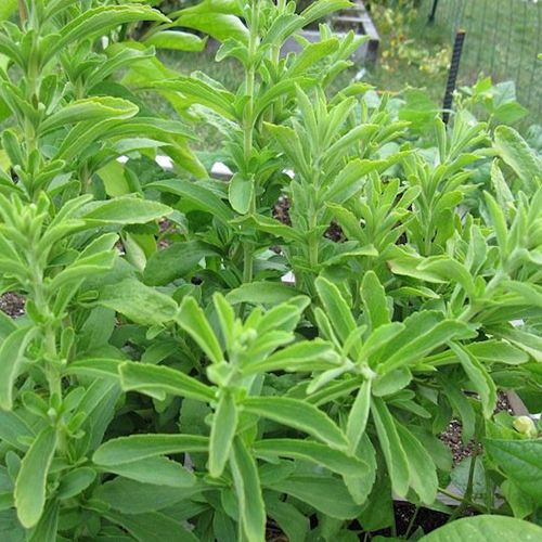 Stevia Plant