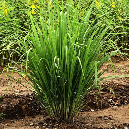 Lemon Grass