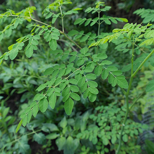 Moringa Tree