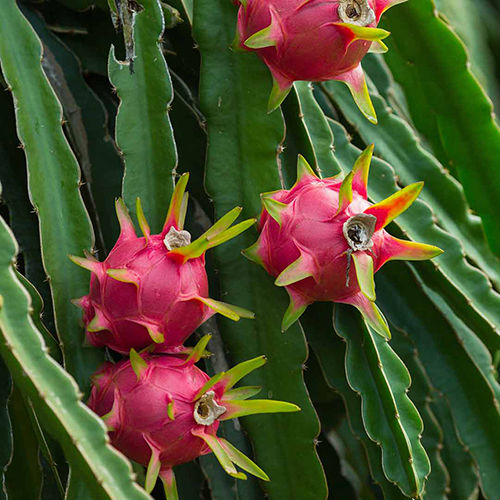 Dragon Fruit Plant