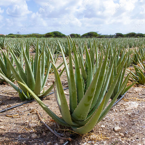 Aloevera Plant Grade: First Class