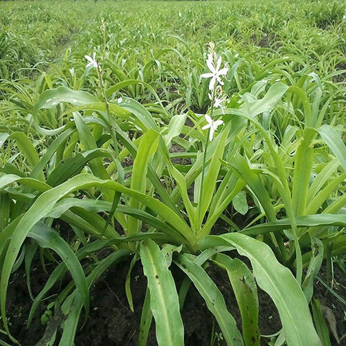 Safe Musli Plant