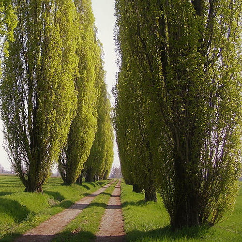 Poplar Plant