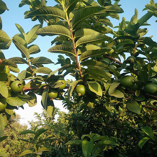 Guava Plant