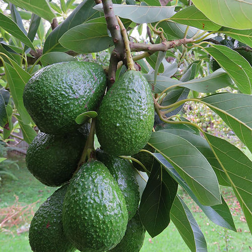 Avacado Plant