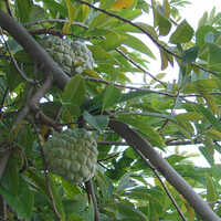 Custard Apple Plant