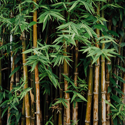 Bamboo Plant