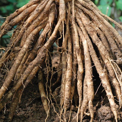 Shatavari Root