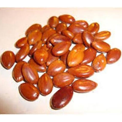Amaltas Seeds