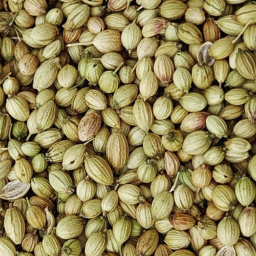 Common Coriander Seeds