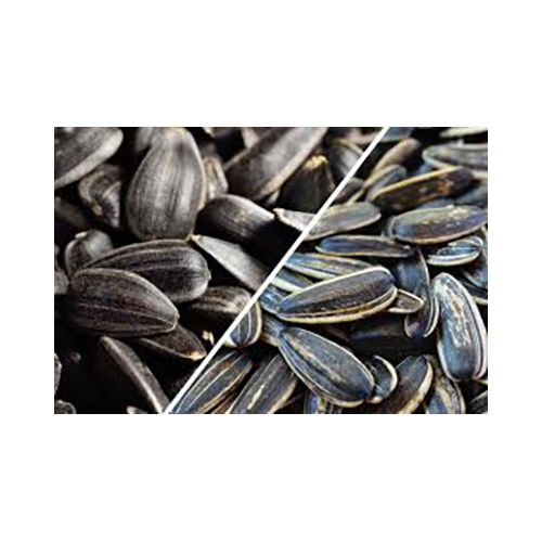 Oil Grade Sunflower Seeds