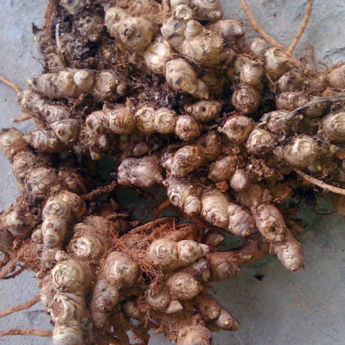 Ginger Seeds