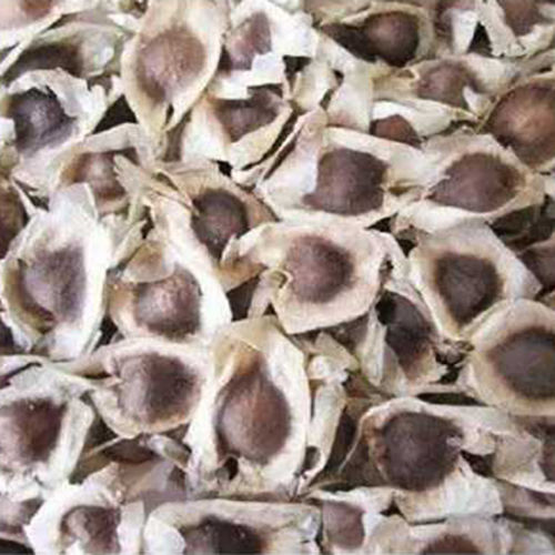 Common Dried Moringa Seeds