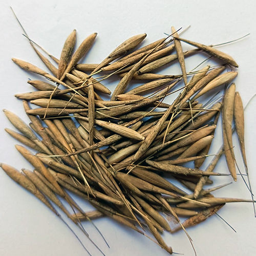 Bamboo Seeds