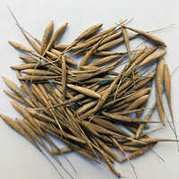 Bamboo Seeds