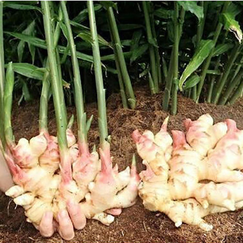 Ginger Seed