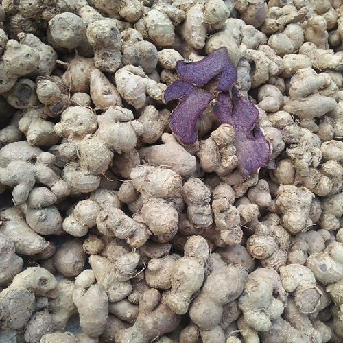 Black Ginger Seeds