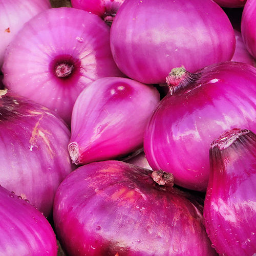 Pink Onion