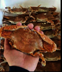 Frozen Warty Swimming Crab