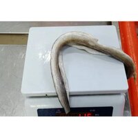 Frozen Eel Fillet