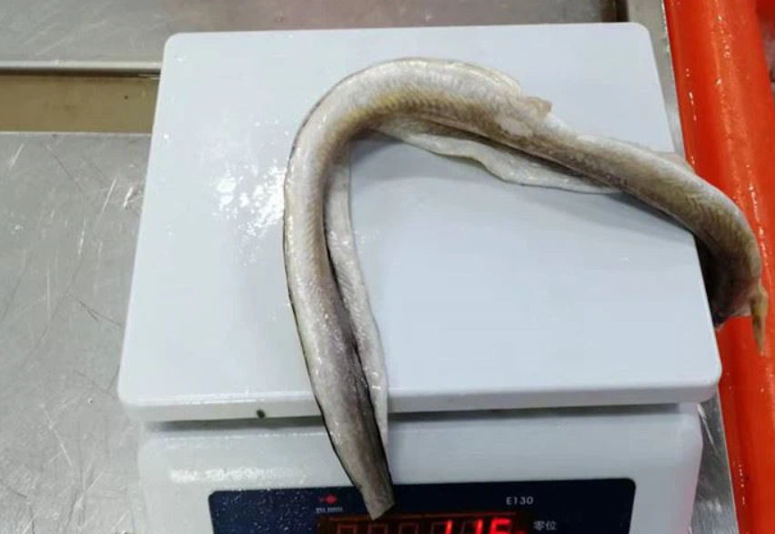 Frozen Eel Fillet