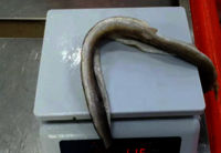 Frozen Eel Fillet