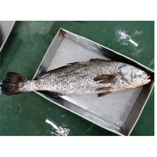 Frozen Nibe Croaker