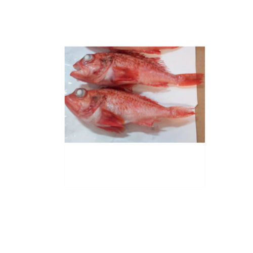 Frozen Rosefish Whole Round